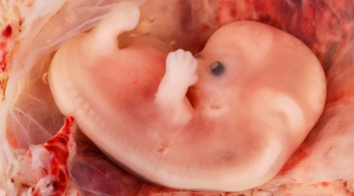 Your Baby's Development in the Womb, Month by Month