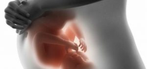 Your Baby's Development in the Womb, Month by Month