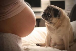 Having a Dog Can Be Beneficial During Pregnancy