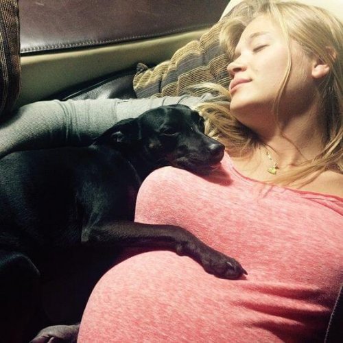 개와 임신부