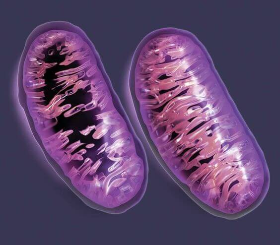 Why Are Maternal Grandmothers So Important to Children?