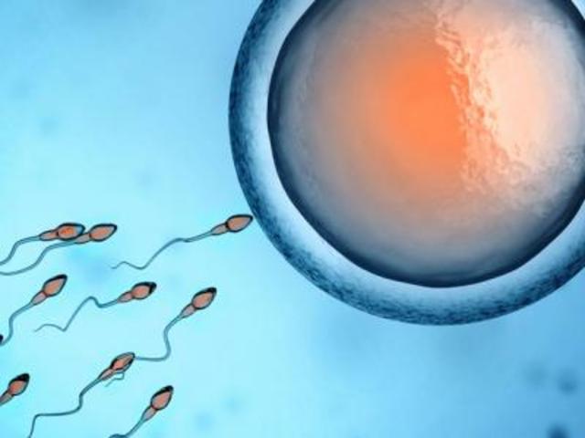 myths about fertilization 