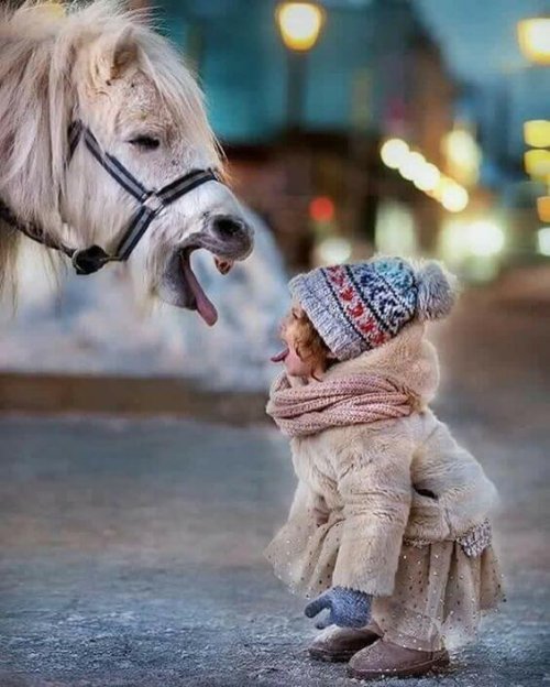 en hest og en lille pige der rækker tunge til hinanden