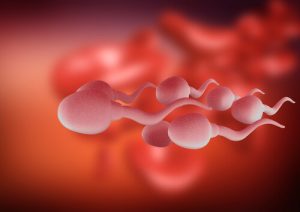 Sperm's Fight for Survival