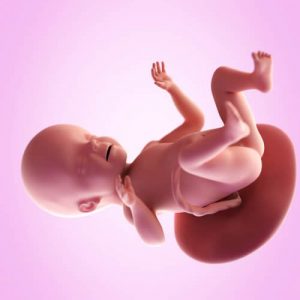 The 26th Week of Pregnancy