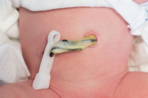 The Umbilical Cord: What is it and what is its function?