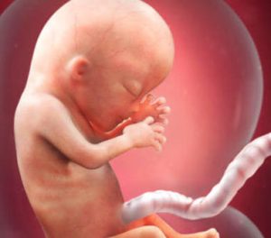 Your 13th Week of Pregnancy