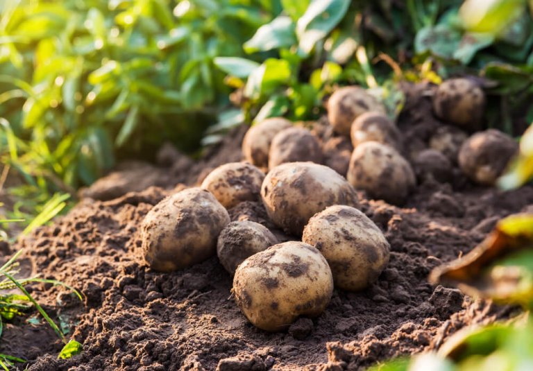 Potatoes: Contraindicated during Pregnancy