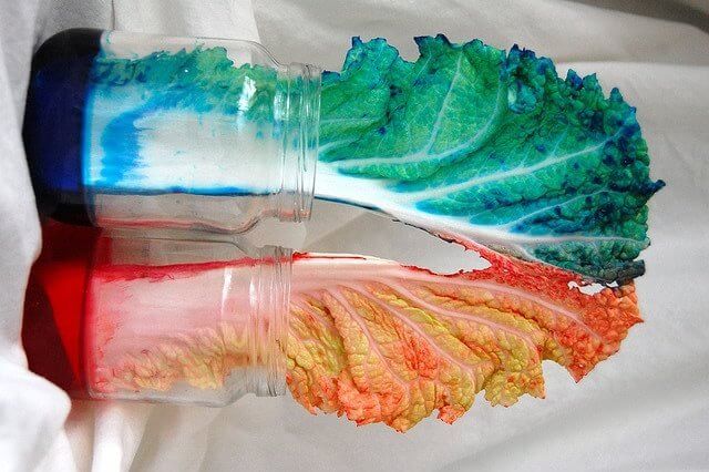 5 Exciting Experiments to Try with Your Children