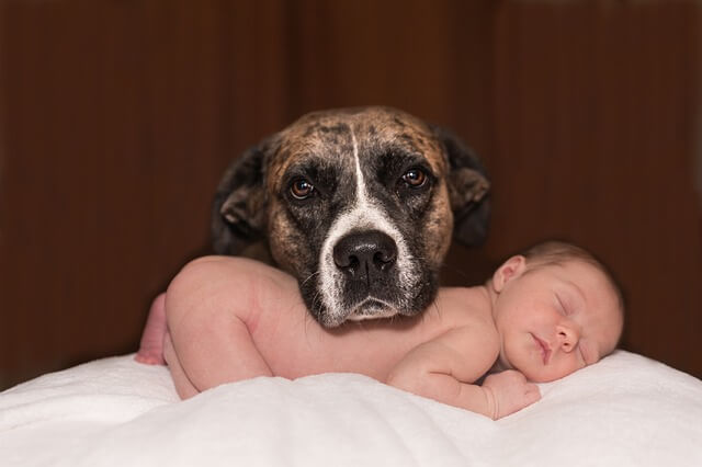 How to Prepare Your Pets for the Arrival of a New Baby