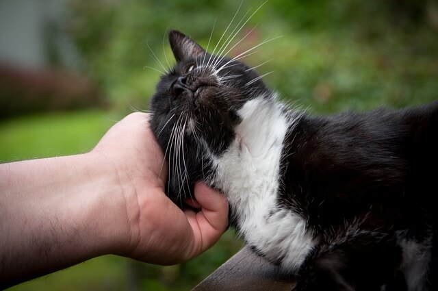 How to Prepare Your Pets for the Arrival of a New Baby