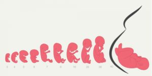 8th Week of Pregnancy