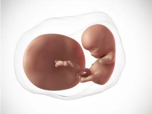 The 10th Week of Your Pregnancy