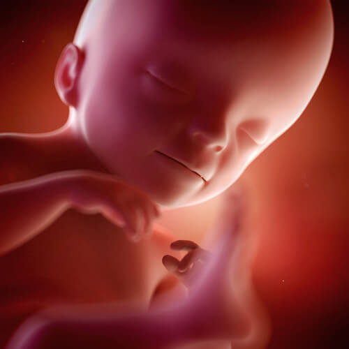 The 21st Week of Pregnancy