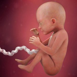 The 24th Week of Pregnancy