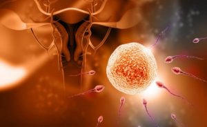 All You Need to Know About Fertilization