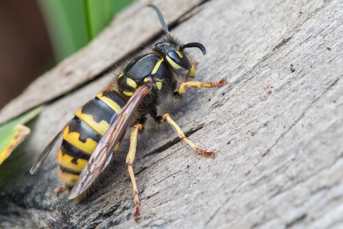 How to Act When Faced with A Wasp Sting