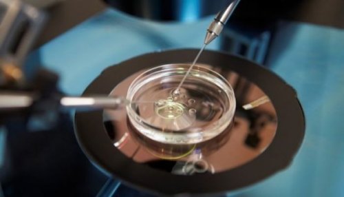 Artificial insemination in a petri dish.