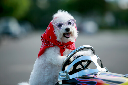 Best Small Dogs for Kids