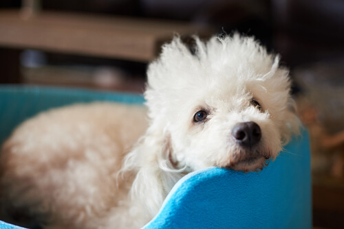 Best Small Dogs for Kids