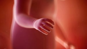 The 21st Week of Pregnancy