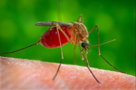 What Are the Effects of Bug Bites and Stings in Children?