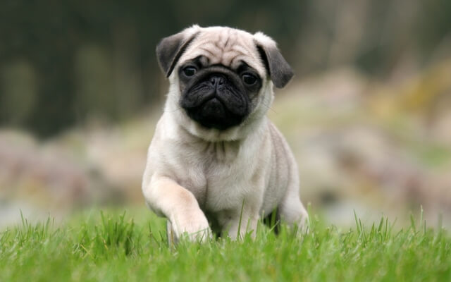 Best Pets for Kids