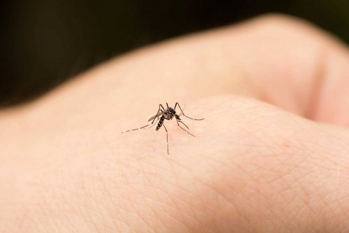 Mosquito on a hand