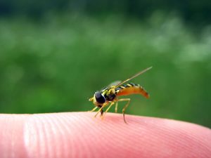 Wasp Stings: Prevention and Treatment
