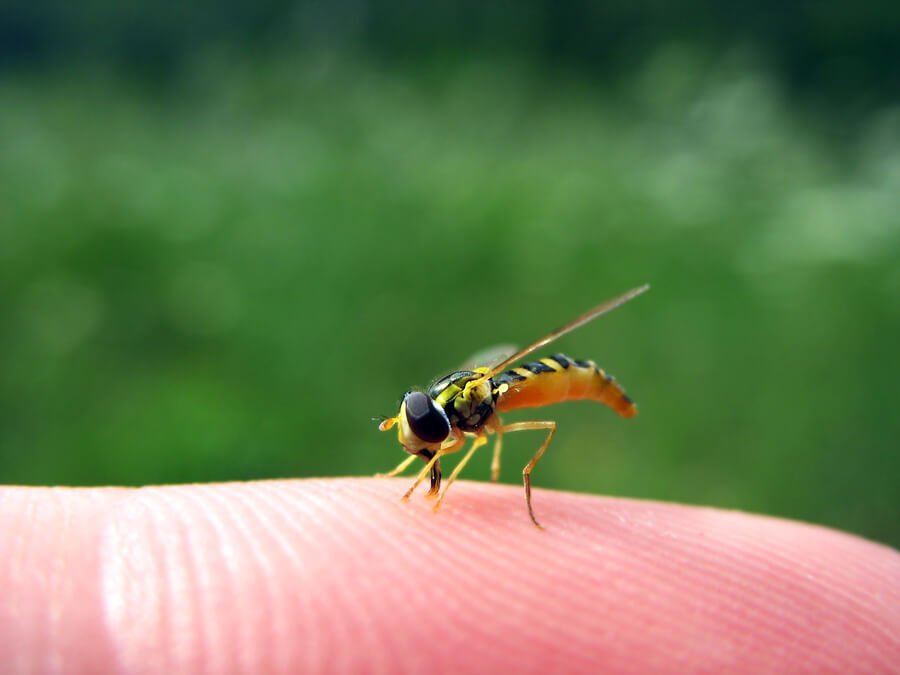 Wasp Stings: Prevention and Treatment