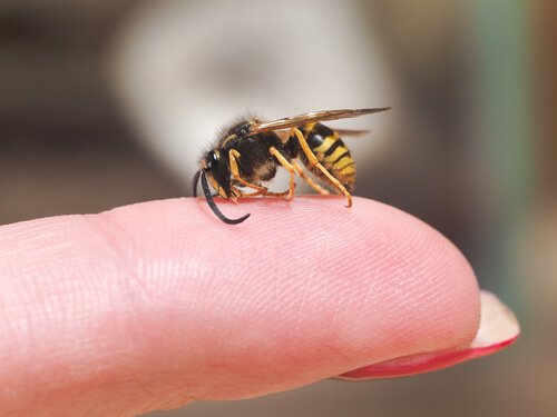 Wasp resting on finger