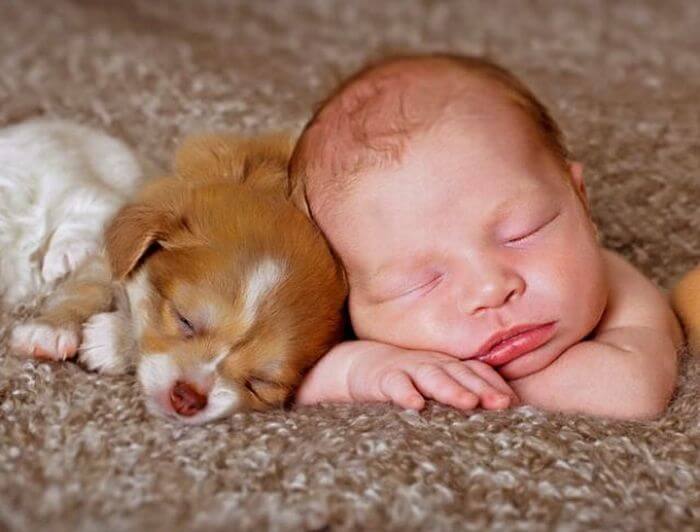 Is It Okay for Newborns to Live With Pets?