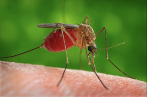 How Does The West Nile Virus Affect Pregnancy?