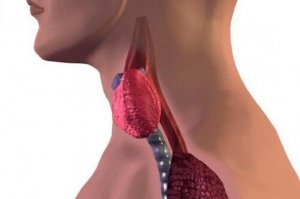 Hashimoto's Disease in Children: Causes, Symptoms and Treatment