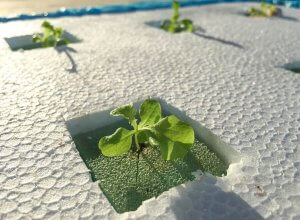 How to Create a Homemade Hydroponics System