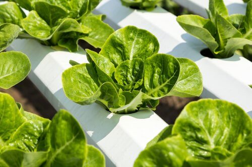 How to Create a Homemade Hydroponics System