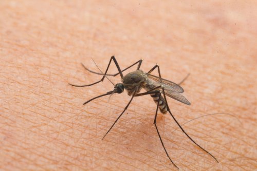 Mosquito Bites in Children: What to Do