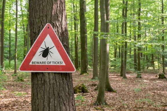 What to Do in the Case of Tick Bites