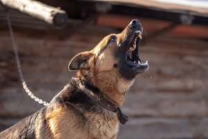 Dog Bites: What to Do When Attacked