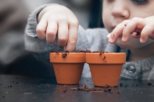 Growing a Fruit Tree from Seed with Your Kids