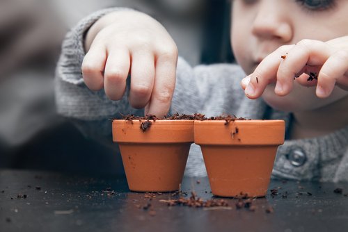 Growing a Fruit Tree from Seed with Your Kids