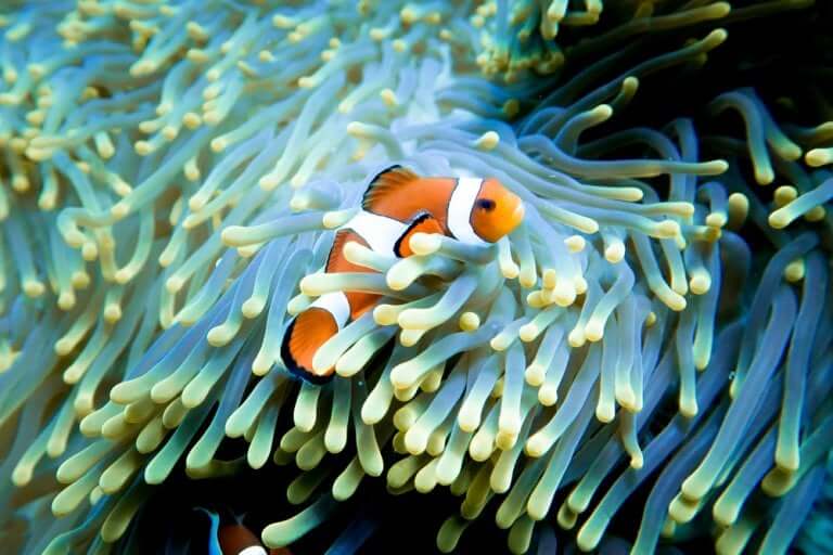 A clown fish like the one in Finding Nemo.