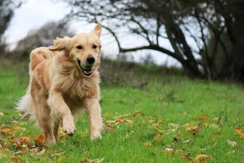 Types of Dogs Best Suited for Children