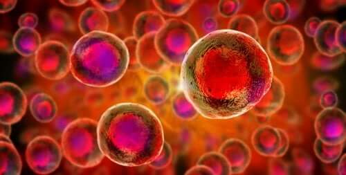 Stem Cells and Umbilical Cord Conservation