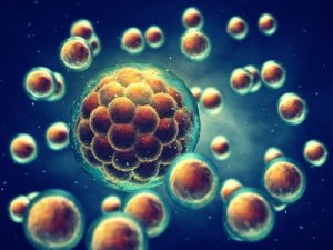 The Meiosis Process Explained to Children