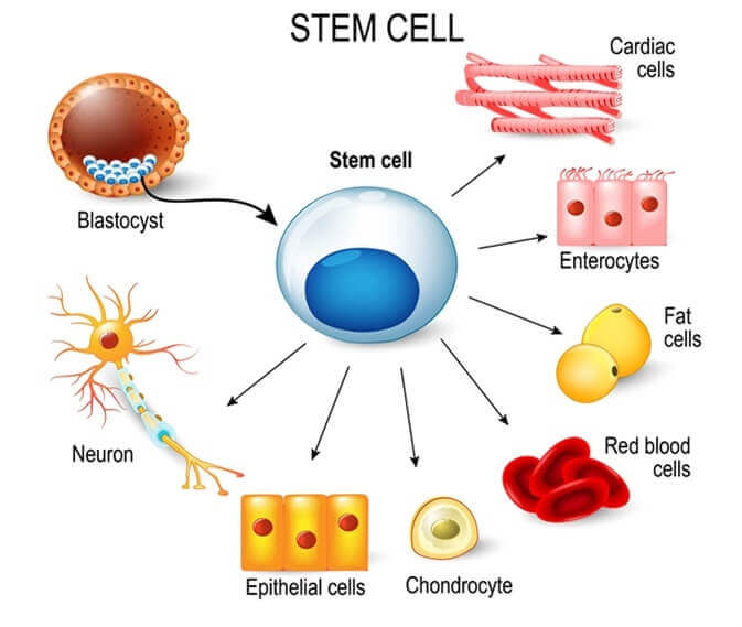 what is so unique about embryonic stem cells