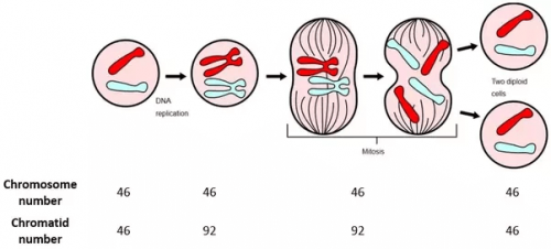 Meiosis explained to children.