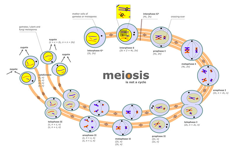 The Meiosis Process Explained to Children