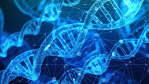 The Meiosis Process Explained to Children