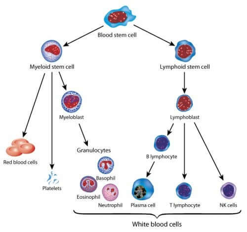 Hope for Childhood Leukemia: Gene Therapy